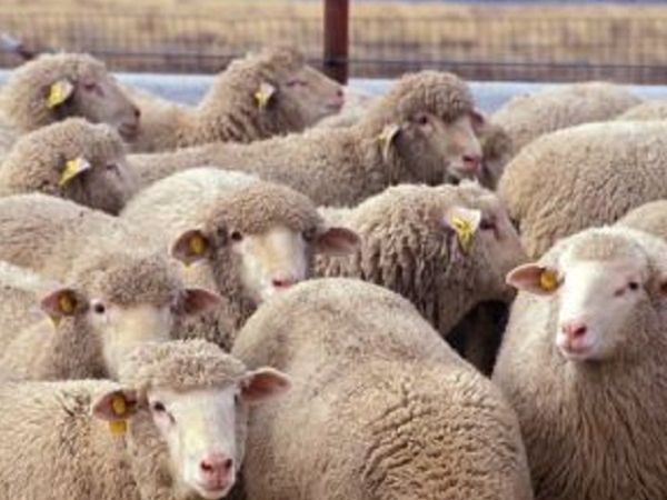 Moutons dans une clôture