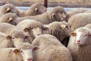 Moutons dans une clôture